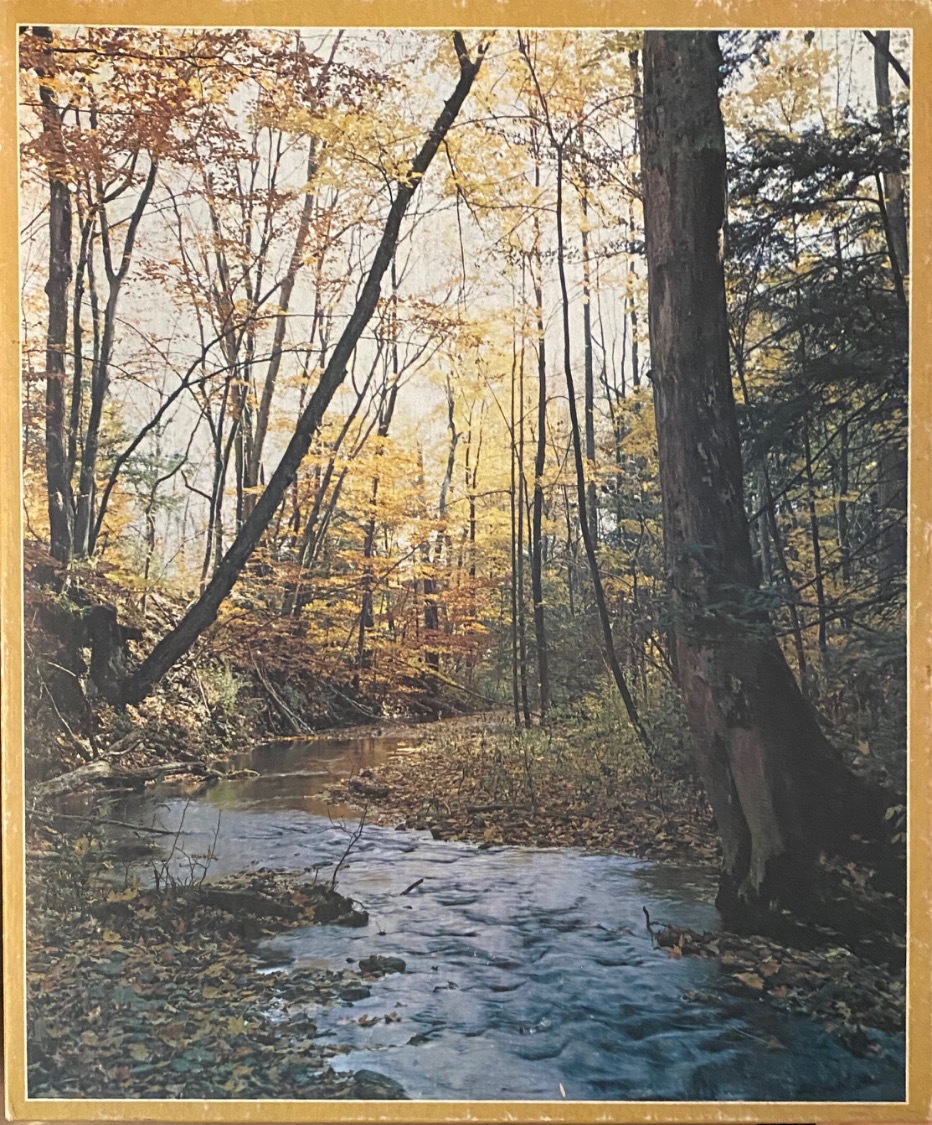 A peaceful forest stream surrounded by autumn trees with gold and orange foliage.