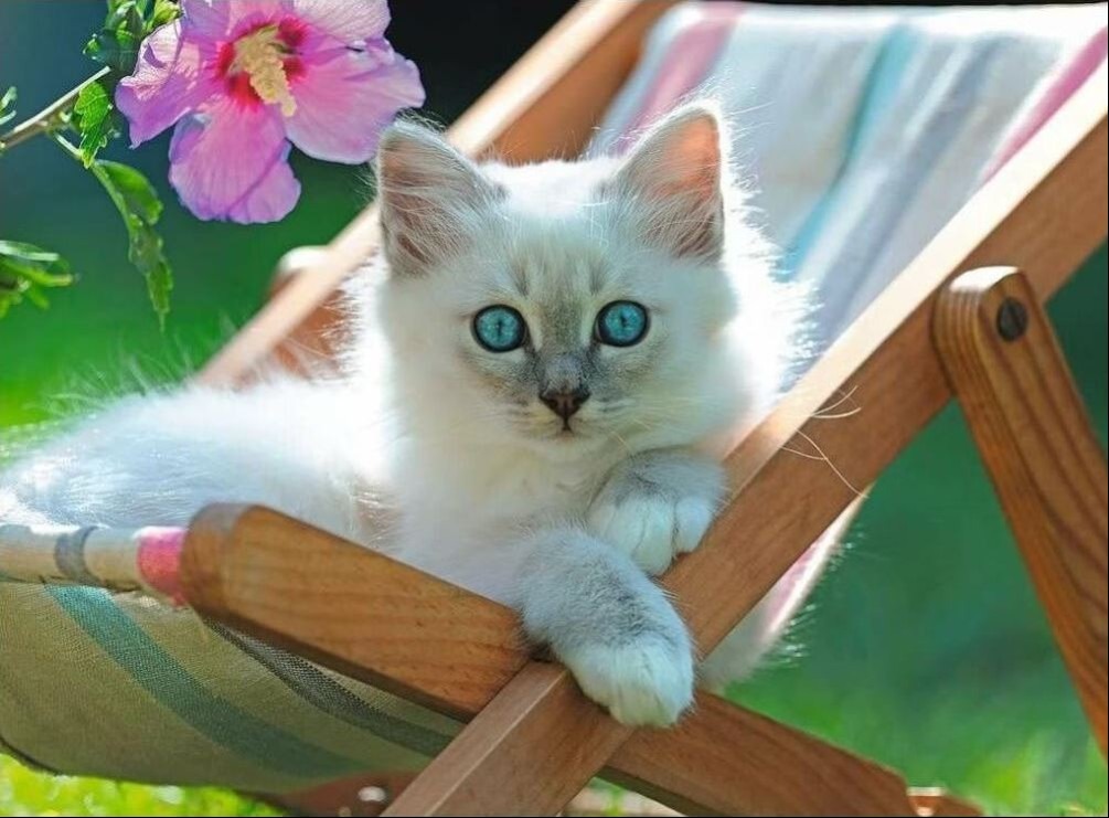 A fluffy white kitten with bright blue eyes resting on a wooden deck chair next to a pink hibiscus flower.
