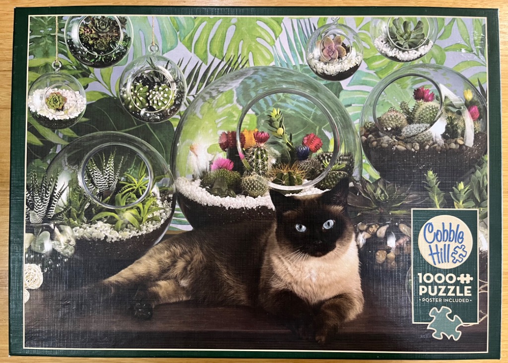 Siamese cat resting in front of hanging glass globe terrariums containing various cacti and succulents.
