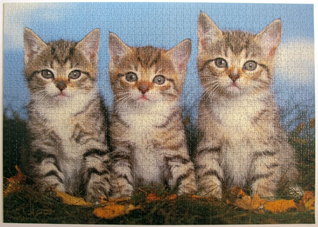 Three tabby kittens sitting in a row on a bed of dry autumn leaves against a blue sky background.