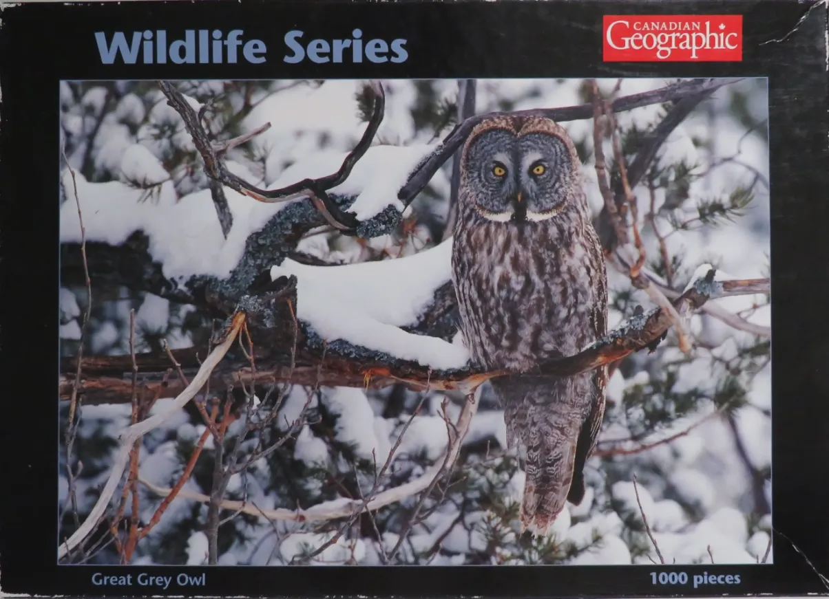 A Great Grey Owl perched on a snow-covered branch against a winter forest backdrop.