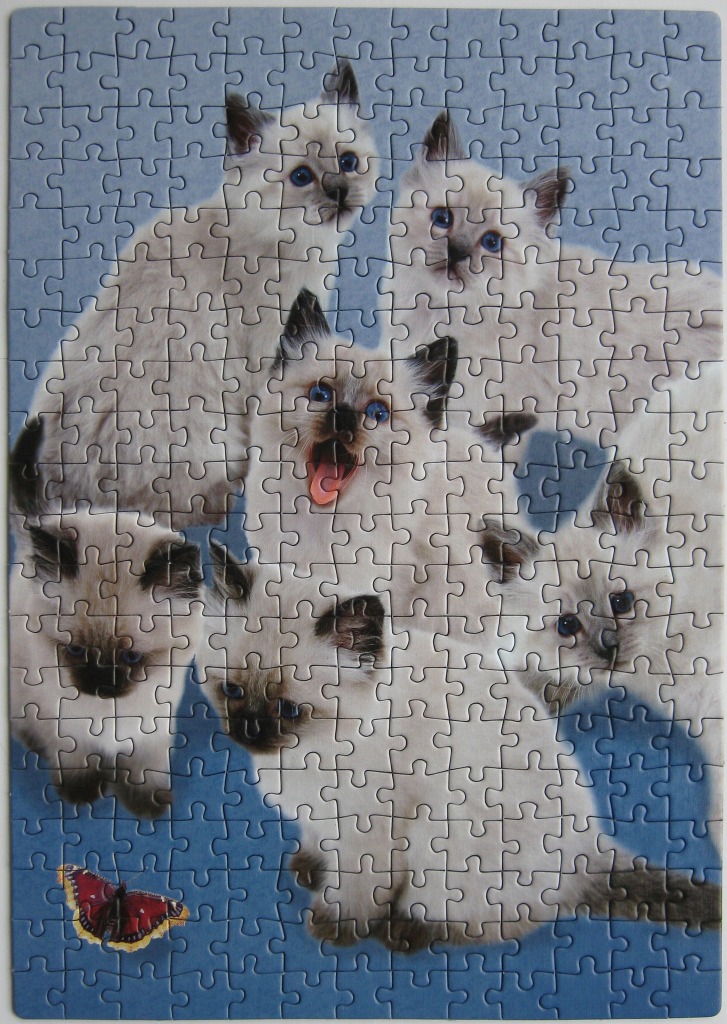 A group of six fluffy cream and brown kittens with blue eyes gathered on a solid blue background.