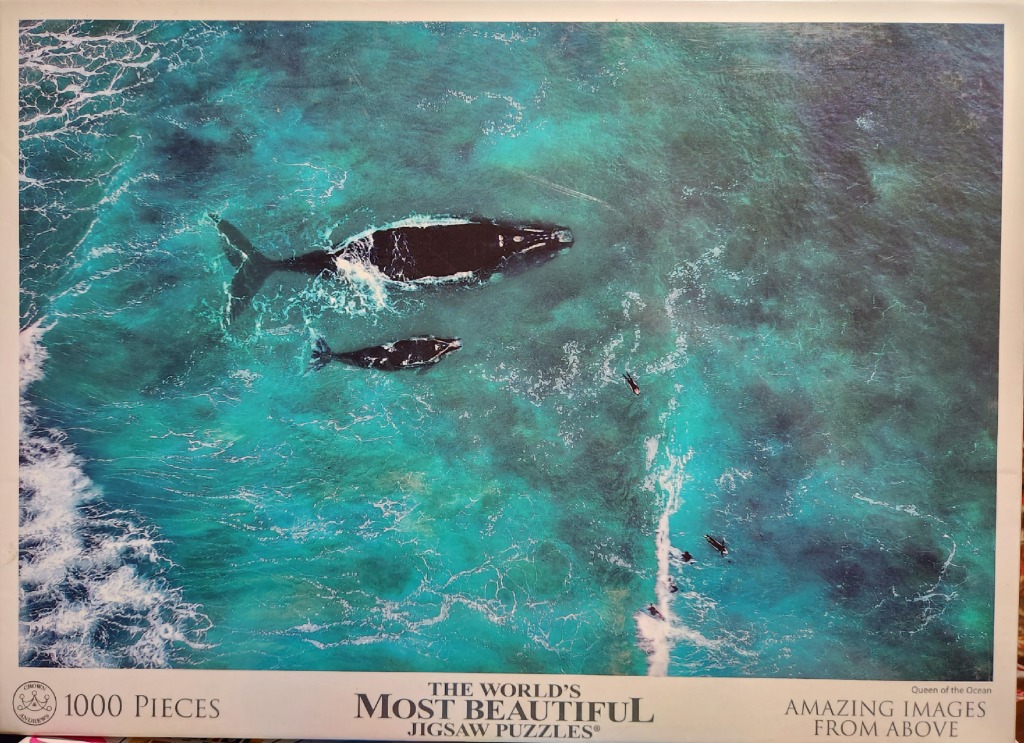 Aerial photograph of a large whale and calf swimming near several surfers in turquoise ocean water.