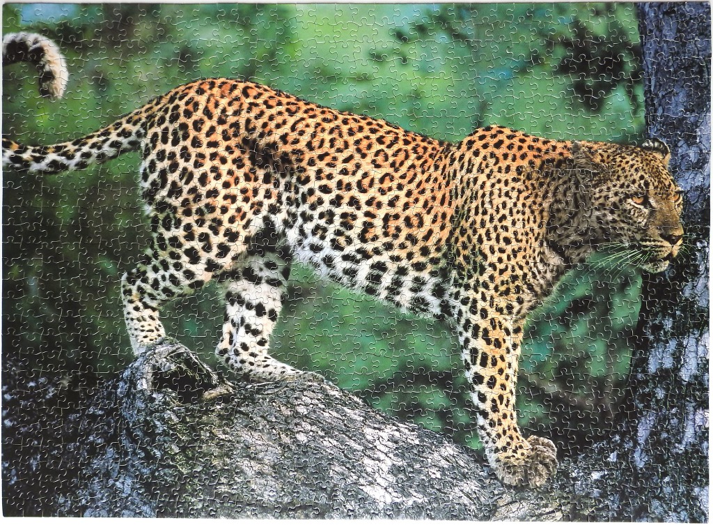 A leopard standing on a tree branch against a blurred green forest background.