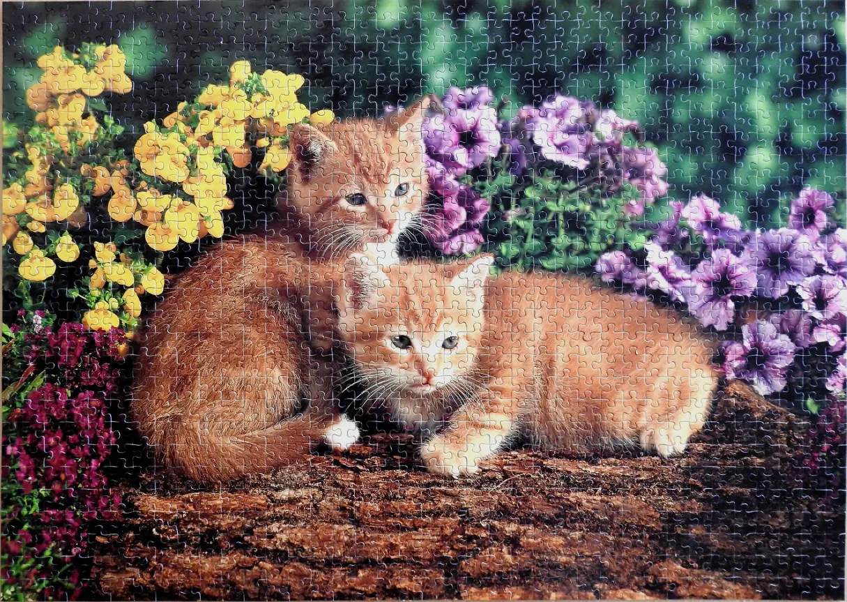 Two fluffy orange tabby kittens sitting together on a log amidst bright yellow and purple flowers.