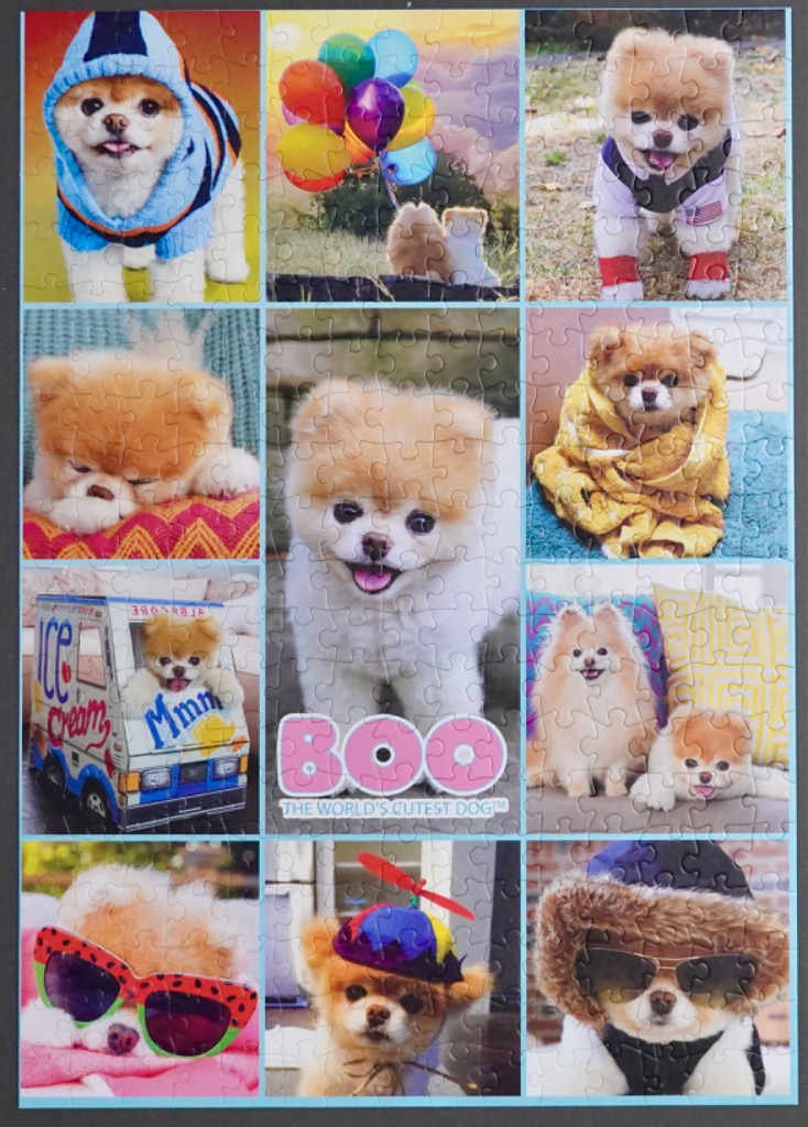 A collage of twelve photos of Boo, the Pomeranian dog, in various outfits and settings.