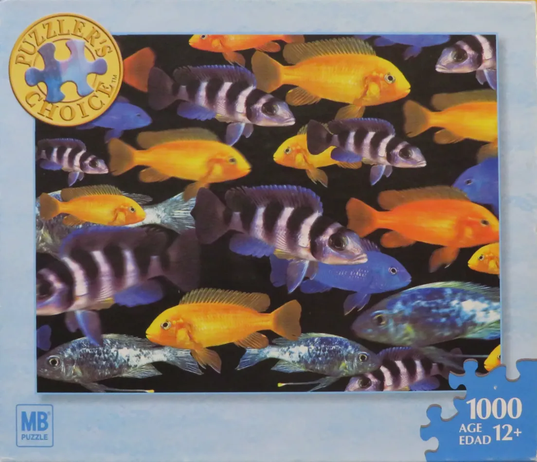 A collection of vibrant African cichlid fish swimming against a stark black background.