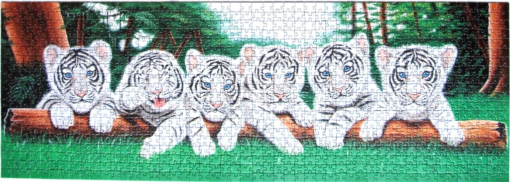 Six white tiger cubs sitting in a row on a large fallen log in a forest setting.