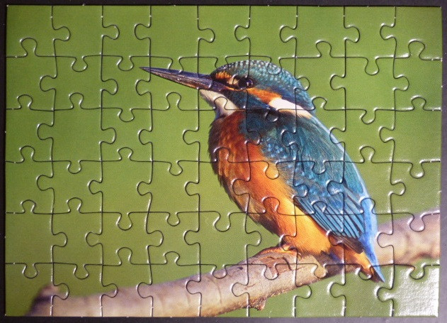 A side profile of a colorful kingfisher bird perched on a branch against a solid green background.