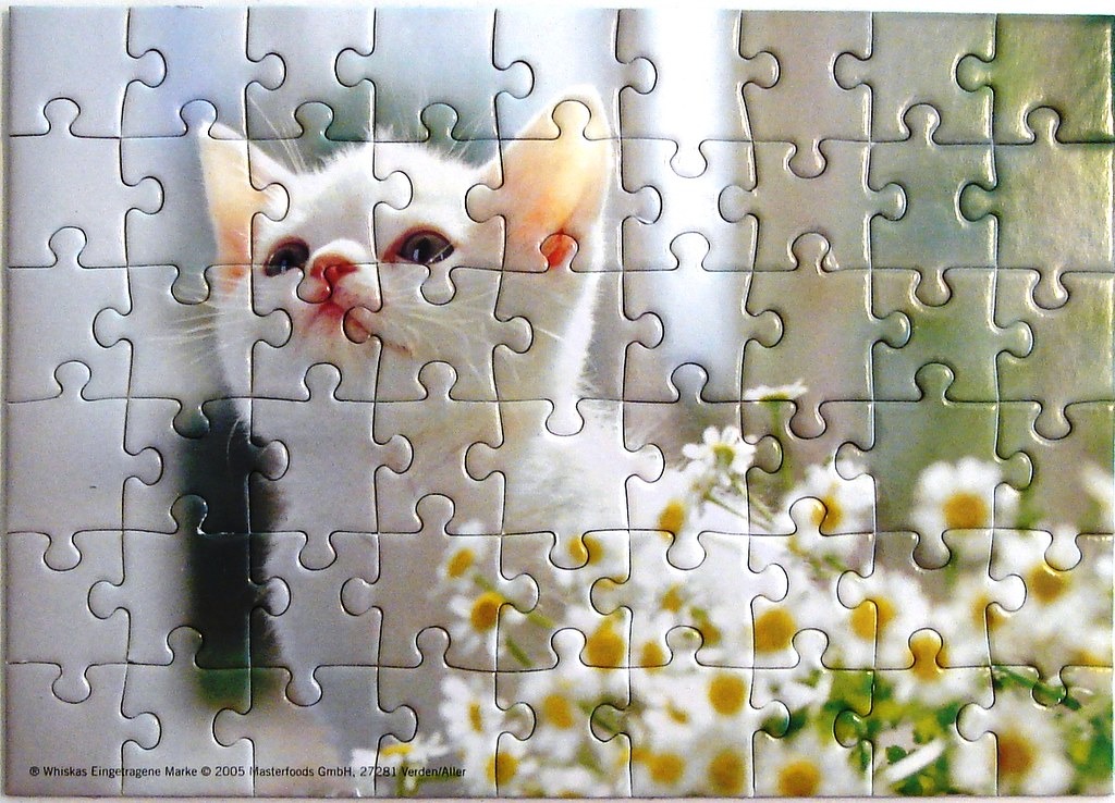A close-up portrait of a fluffy white kitten peeking out from behind a cluster of white chamomile flowers.
