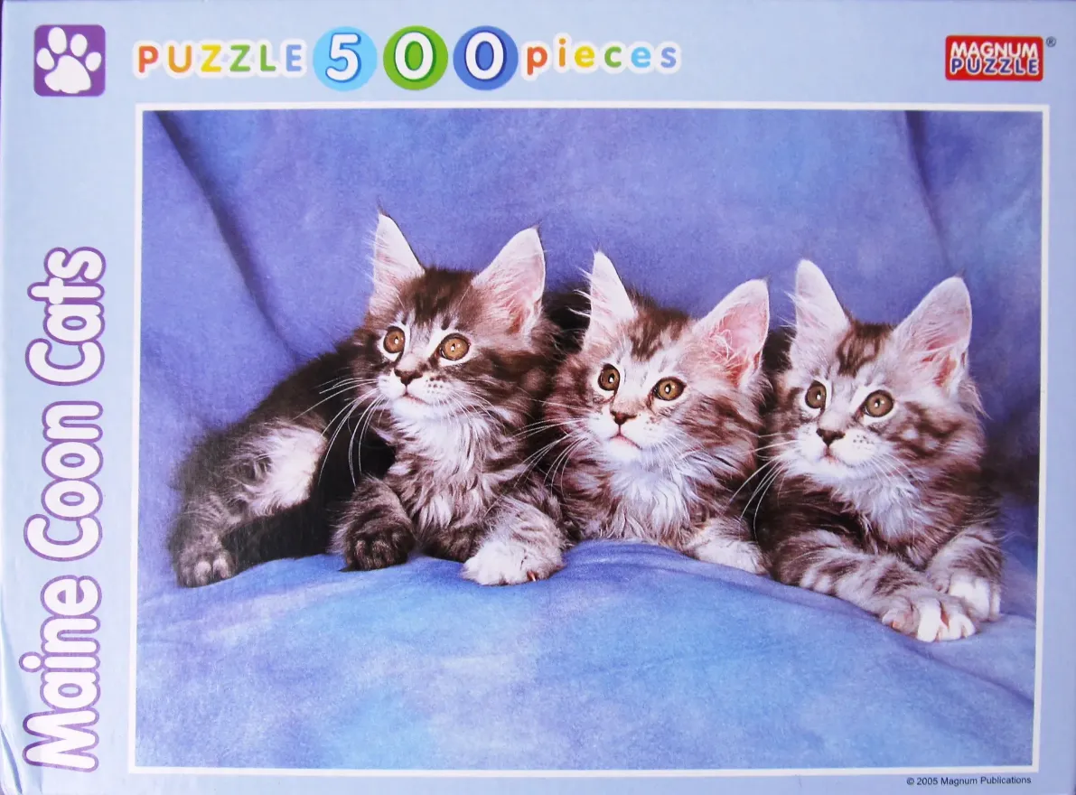 Three Maine Coon kittens with striped fur sitting side-by-side against a blue fabric background.