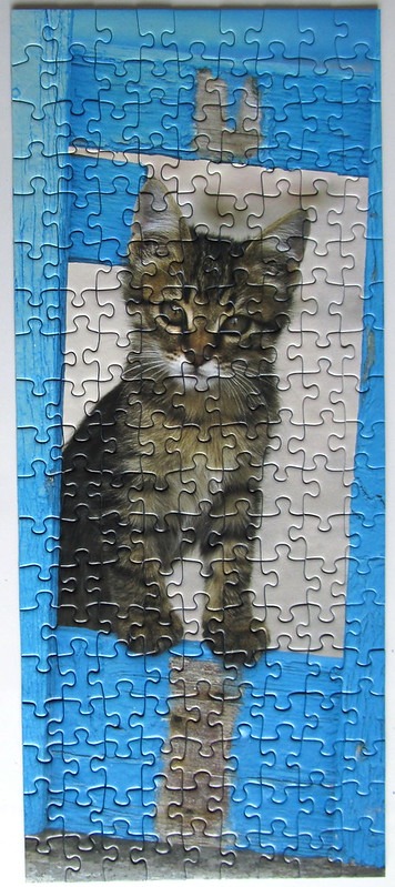 A tabby kitten looking through an open blue window frame.