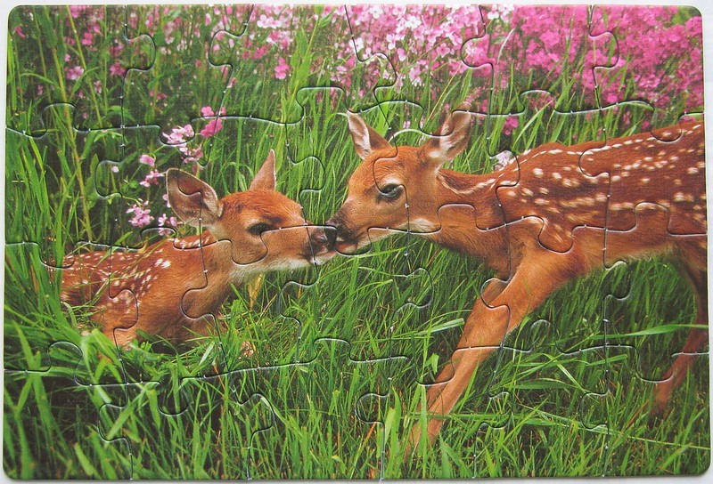 Two white-tailed deer fawns touching noses in a grassy meadow with wildflowers.
