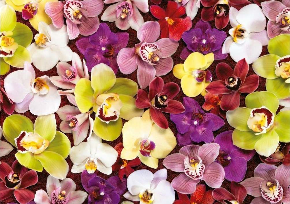 A vibrant, dense collection of various multicolored orchid blossoms.