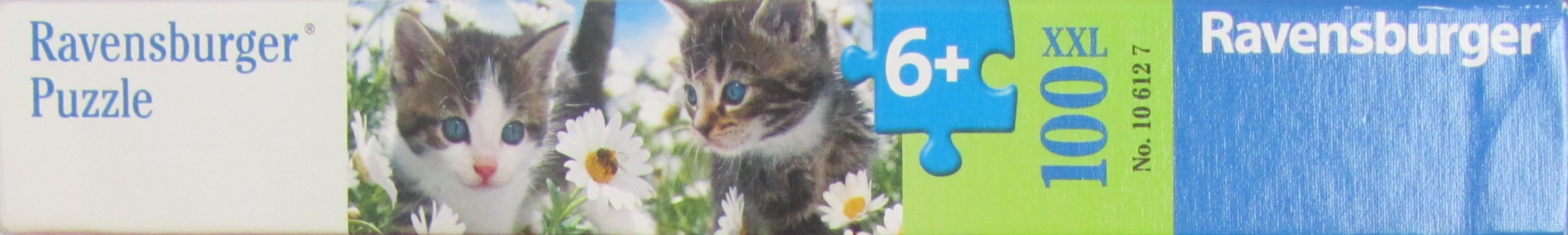 Kitties & Daisies