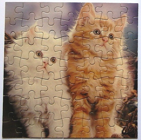 Two fluffy kittens, one white and one ginger, posed side-by-side against a soft, dark background.