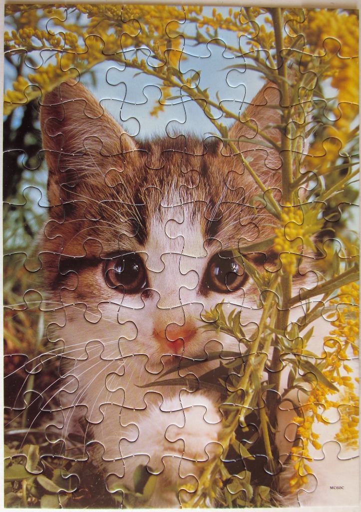 Close-up of a brown and white kitten peering through yellow goldenrod flowers against a blue sky.