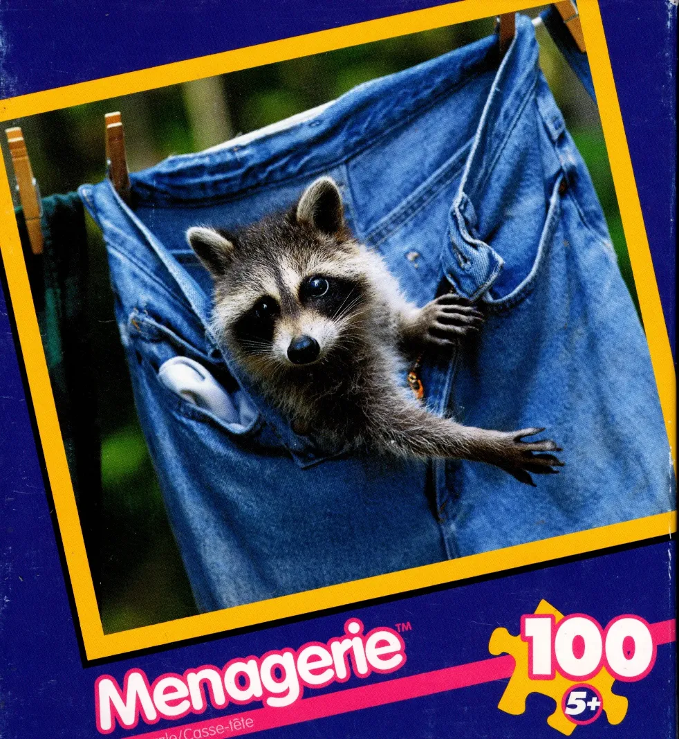 A small, curious raccoon peeking out from the front pocket of a pair of blue jeans hanging on a clothesline.