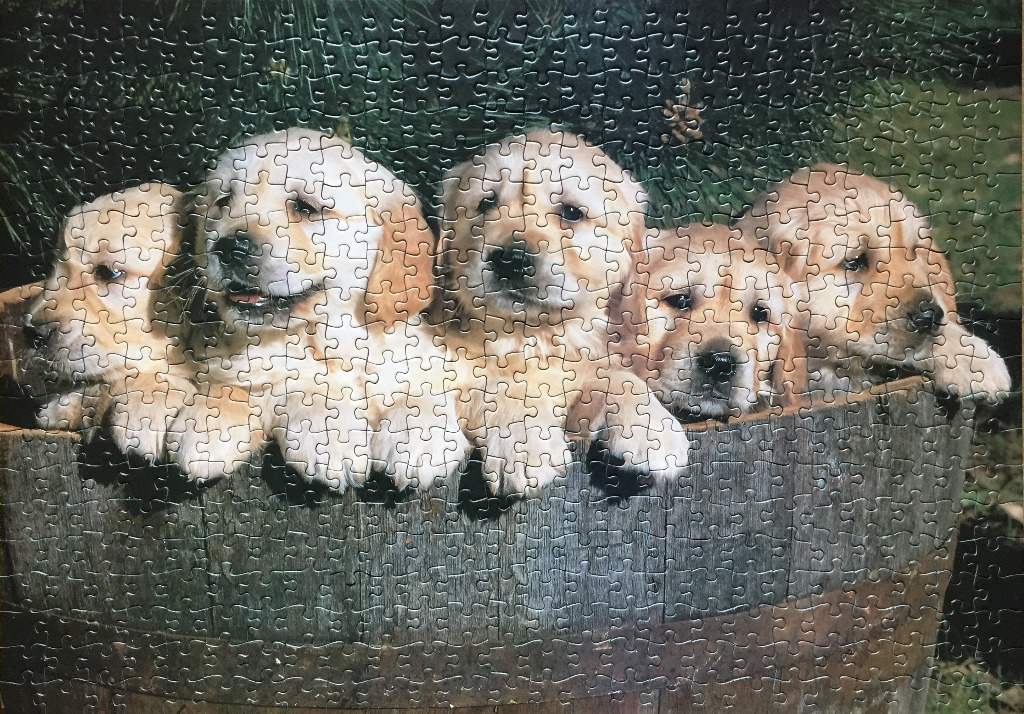 Five golden retriever puppies peering over the edge of a rustic wooden barrel.