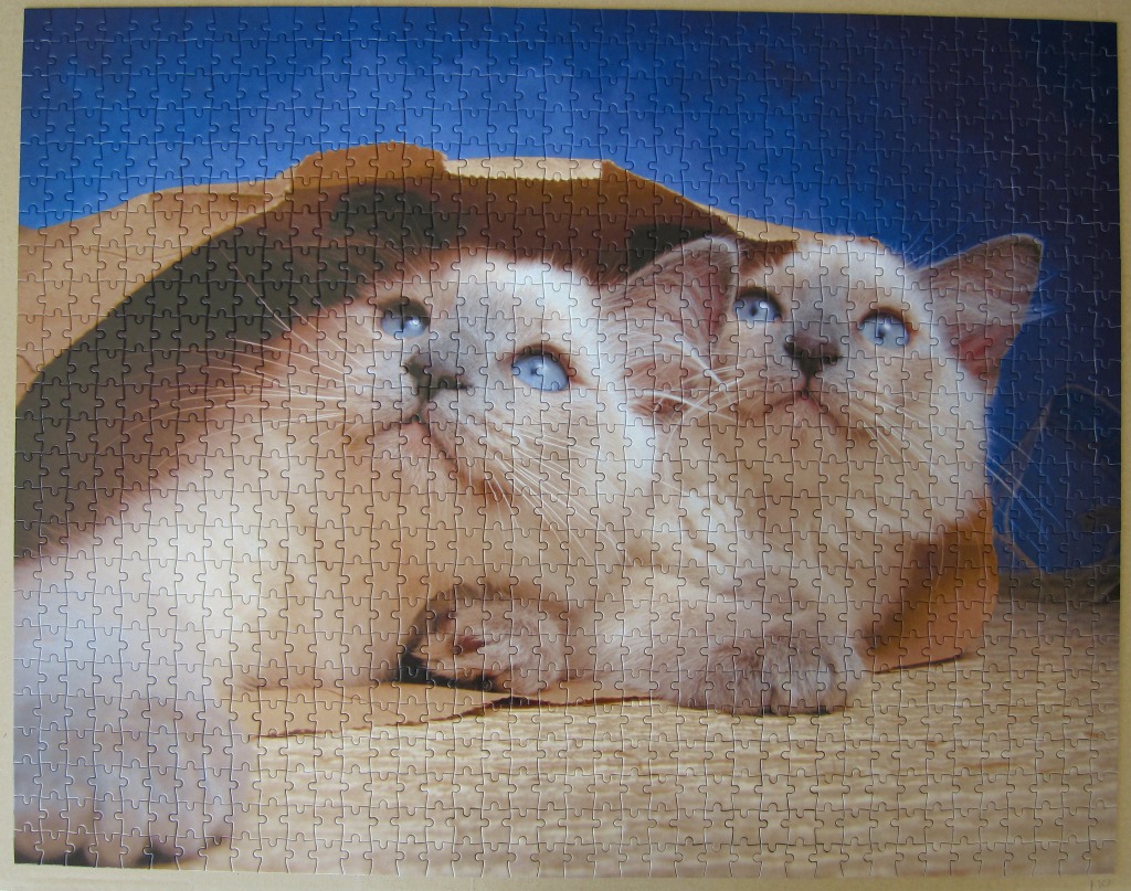 Two Siamese-style kittens with bright blue eyes peeking out from inside a brown paper bag against a deep blue background.