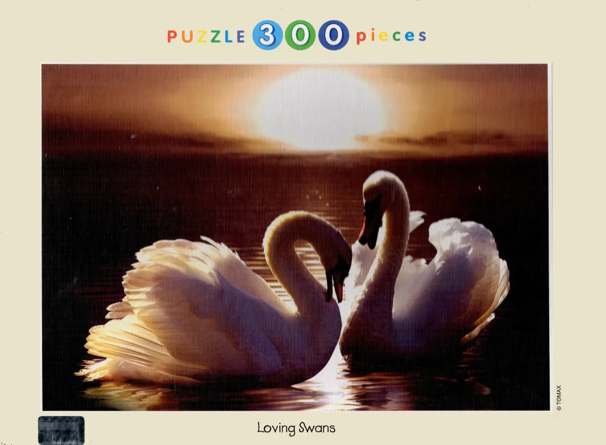 Two elegant white swans swimming together in a lake at sunset, creating a heart shape with their necks.