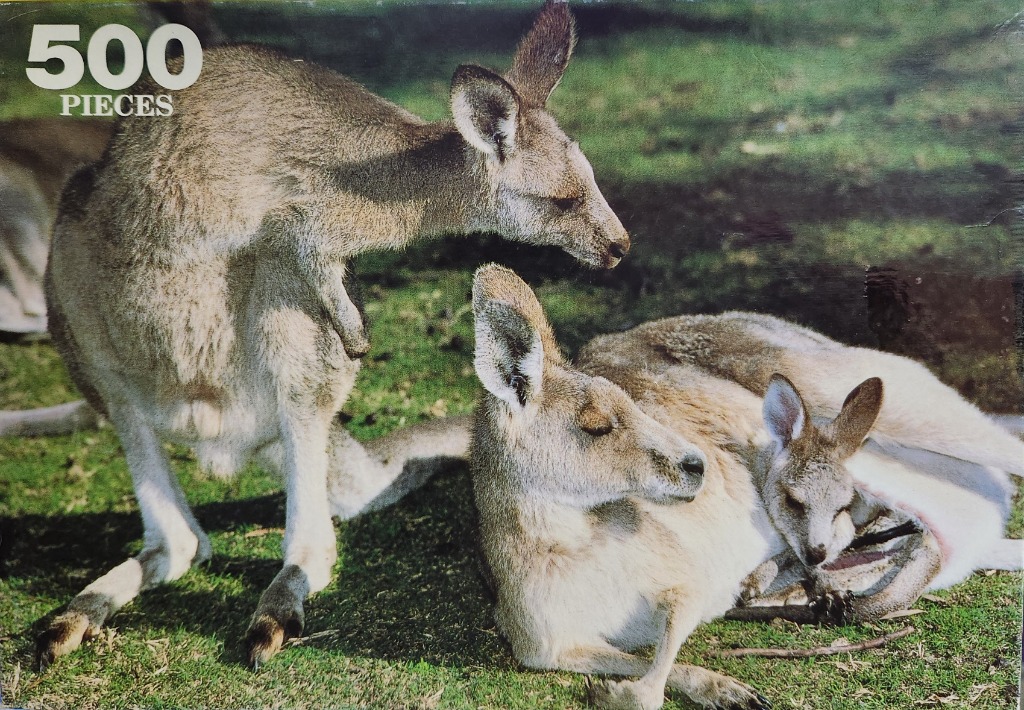 Two kangaroos, one standing and one lying down with a joey in its pouch, in a grassy field.