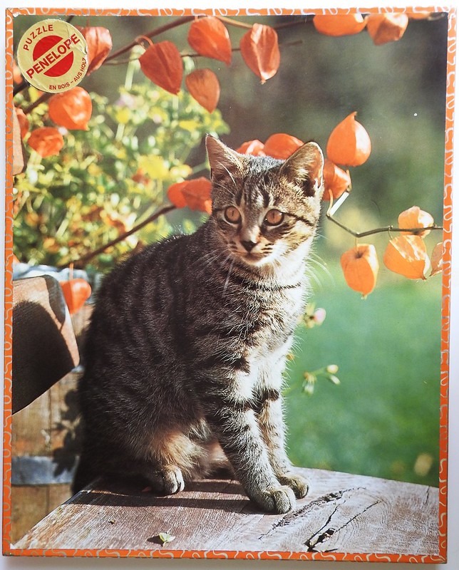 A tabby cat sitting on a wooden surface in front of Chinese lantern flowers.