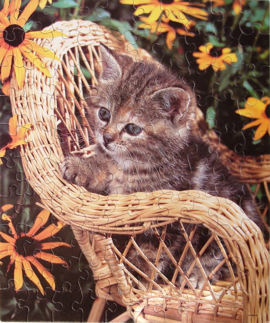 A fluffy tabby kitten sitting in a light-coloured wicker chair surrounded by yellow black-eyed Susan flowers.