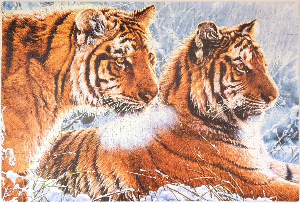 Two tigers resting in a snowy forest setting