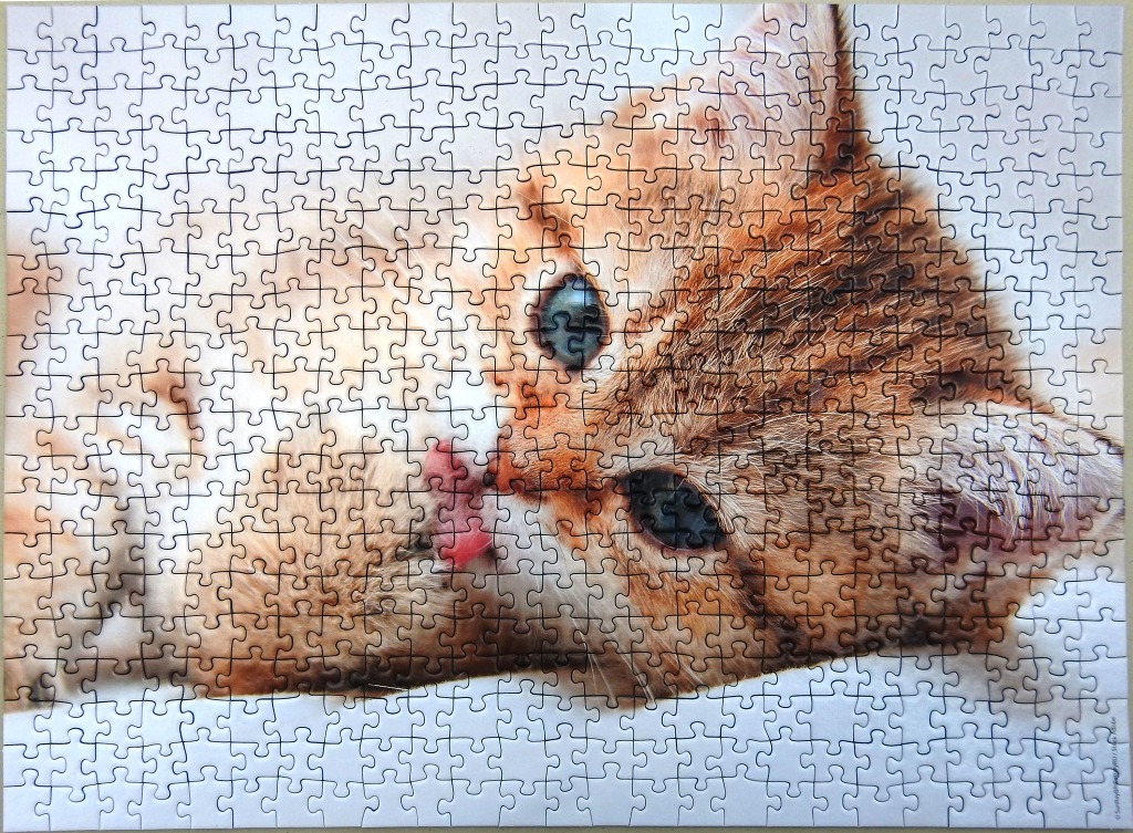 Close-up portrait of a ginger tabby kitten lying down with its tongue sticking out