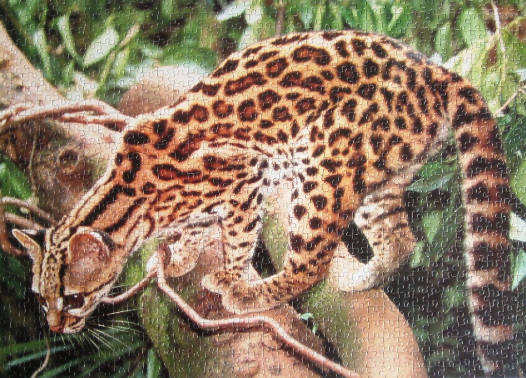 An ocelot standing on a thick tree branch surrounded by lush foliage