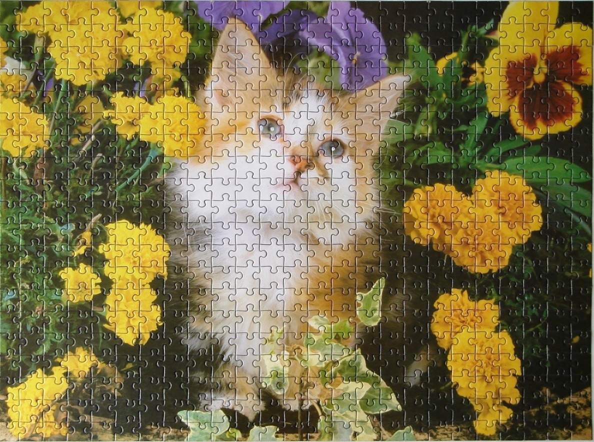 A fluffy ginger and white kitten looking upwards amidst a vibrant garden of yellow marigolds and purple pansies.