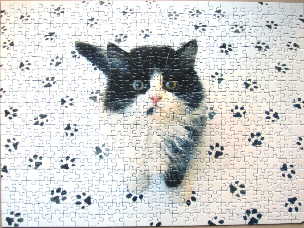 A close-up photograph of a fluffy black and white cat surrounded by black paw prints on a white background.
