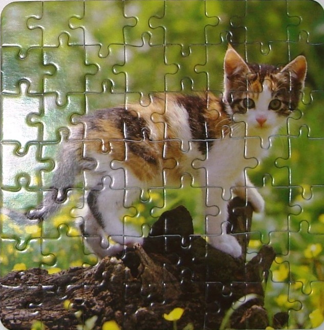 Katzen