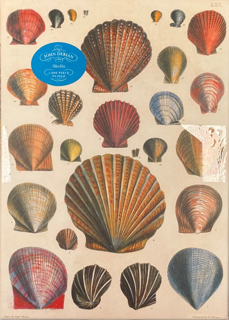 Antique natural history print featuring a collection of various scallop shells arranged on a cream background.