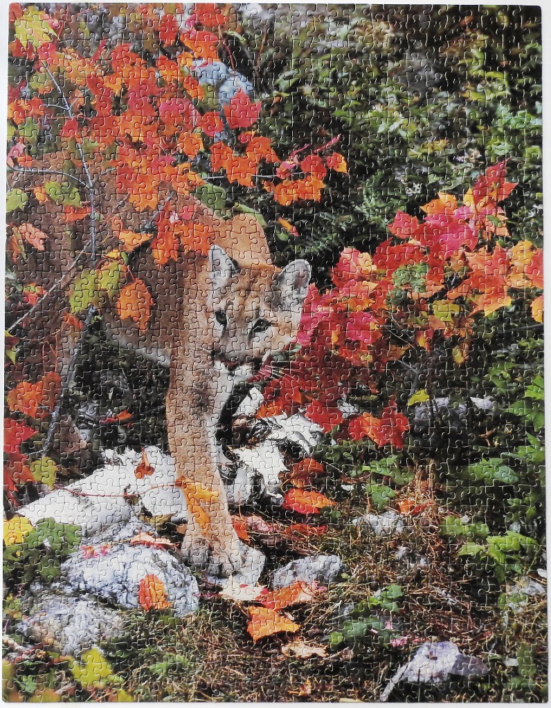 A mountain lion walking through a forest with vibrant autumn foliage