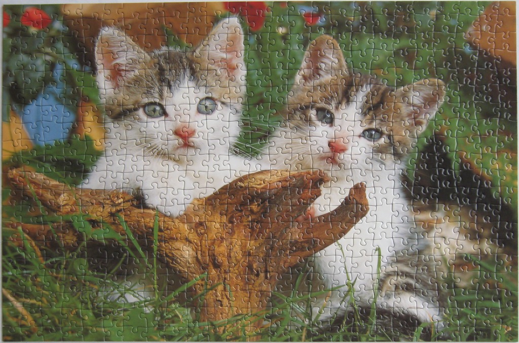 Two fluffy tabby and white kittens sitting behind a piece of driftwood in a garden.