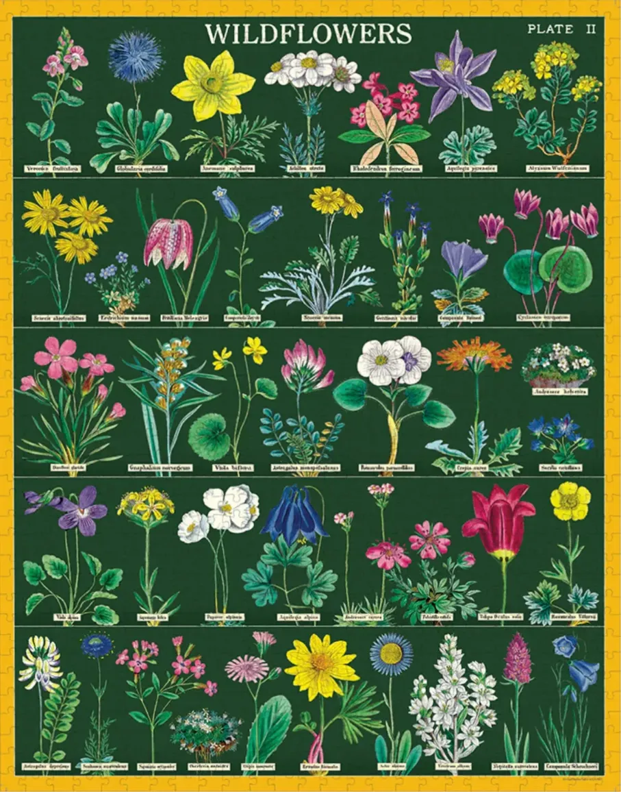 Botanical illustration of wildflowers arranged in a grid against a dark green background with Latin labels.