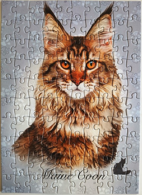 Portrait of a Maine Coon cat against a grey background with paw print patterns.