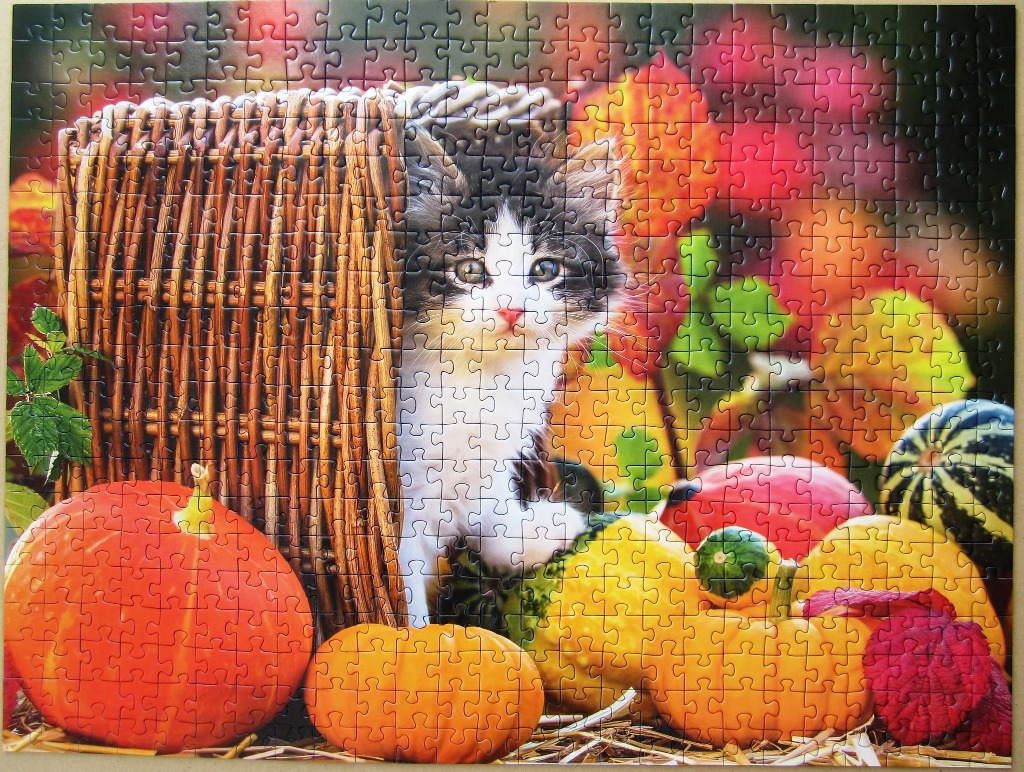 A black and white kitten peeking out from behind a woven basket surrounded by colorful autumn pumpkins.
