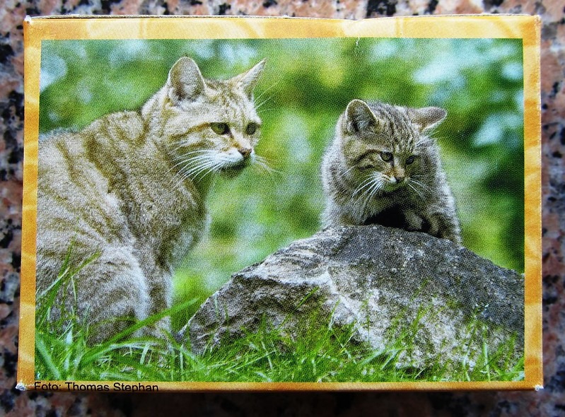 A mother wildcat and her kitten sit together in a green, grassy forest clearing.