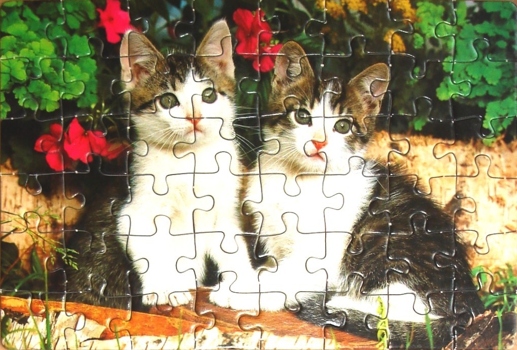 Two tabby and white kittens sitting together in a garden with red flowers and a birch log.