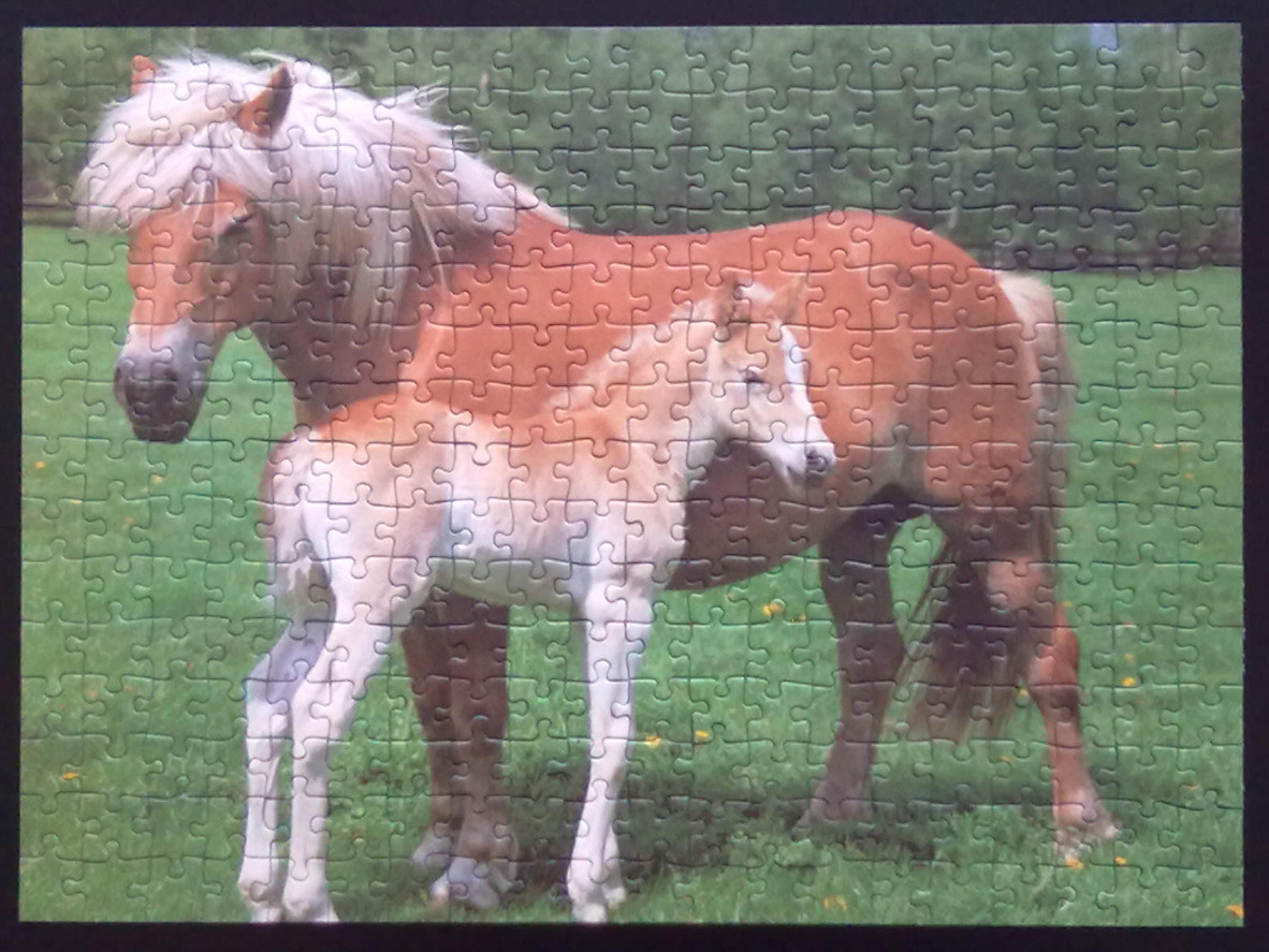 A Haflinger mare and her foal standing in a grassy field.