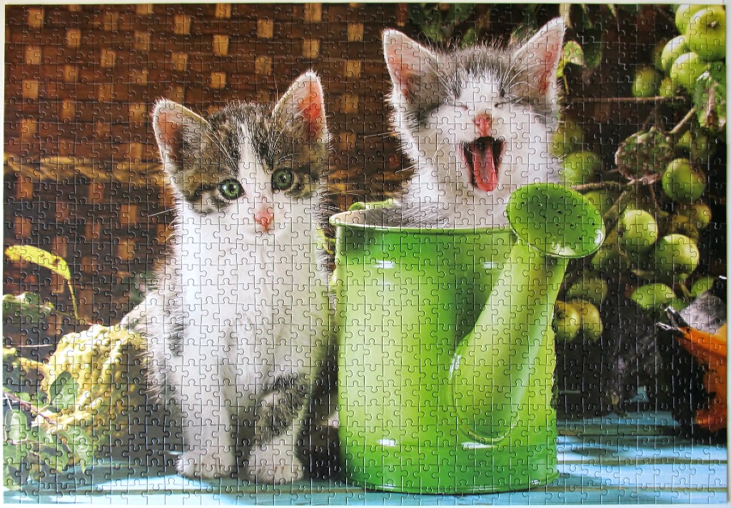 Two kittens sitting next to a green watering can, one yawning and one looking directly at the camera.