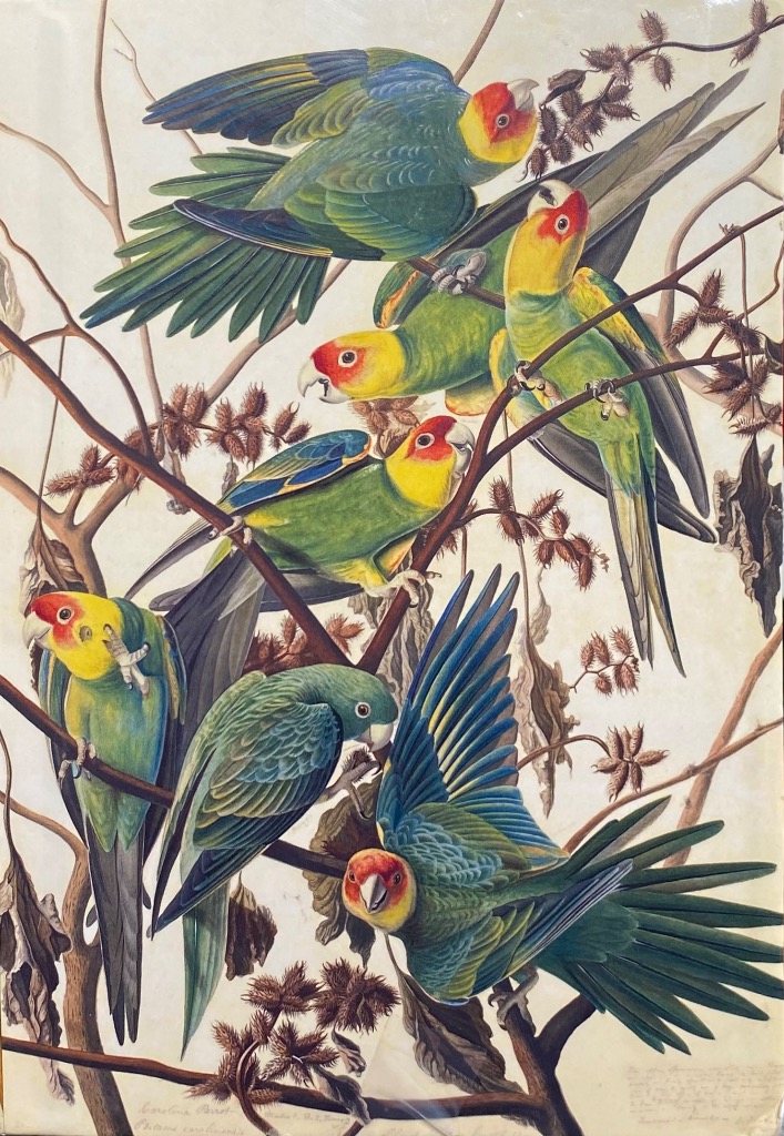 A vintage botanical illustration featuring seven Carolina parakeets perched and flying among dry, thorny branches.