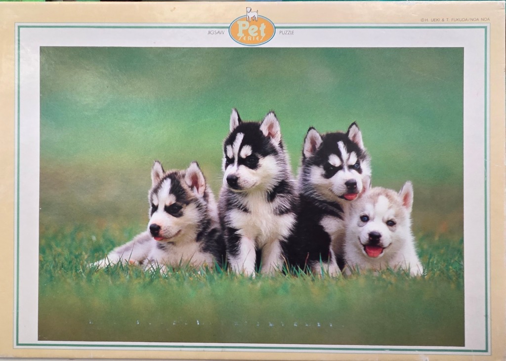 Four Husky puppies sitting in a grassy field.