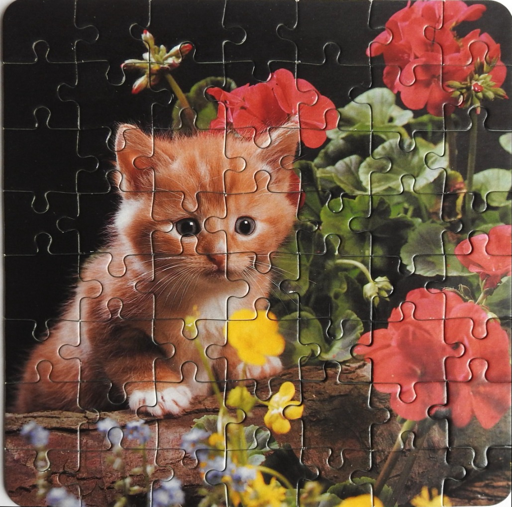 An orange kitten sitting among red geraniums and small yellow and blue flowers.