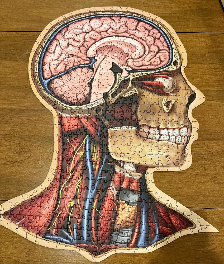 Anatomical profile illustration of a human head and neck showing internal systems.
