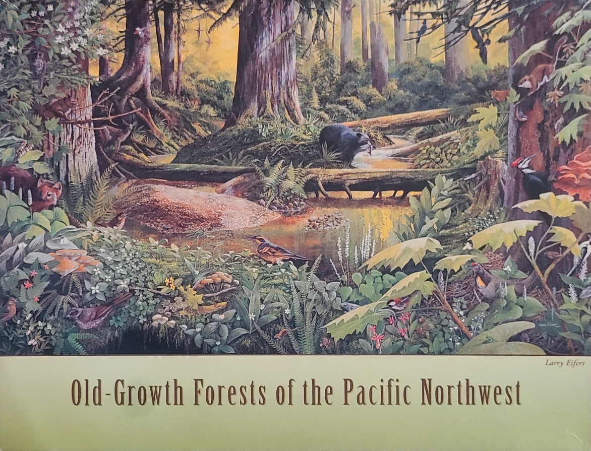 An illustration of a lush old-growth forest in the Pacific Northwest featuring a black bear and various woodland wildlife.