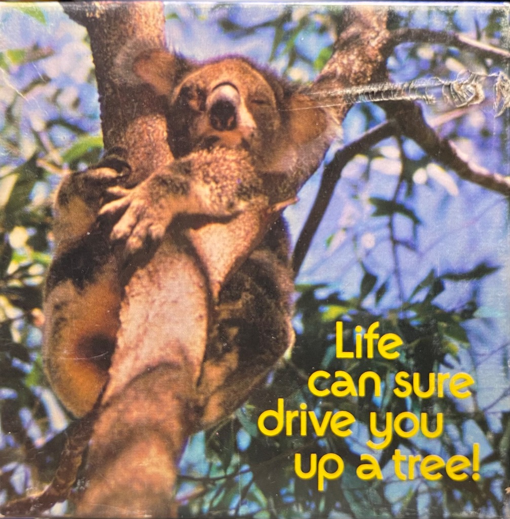 A koala sleeping soundly while clinging to a tree branch.